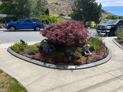 A landscaped traffic circle with a red Japanese maple and various flowers, with cars and houses in the background.