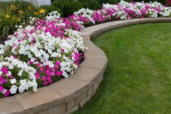 Curving flower bed with pink and white petunias, beside a green lawn and a stone border.