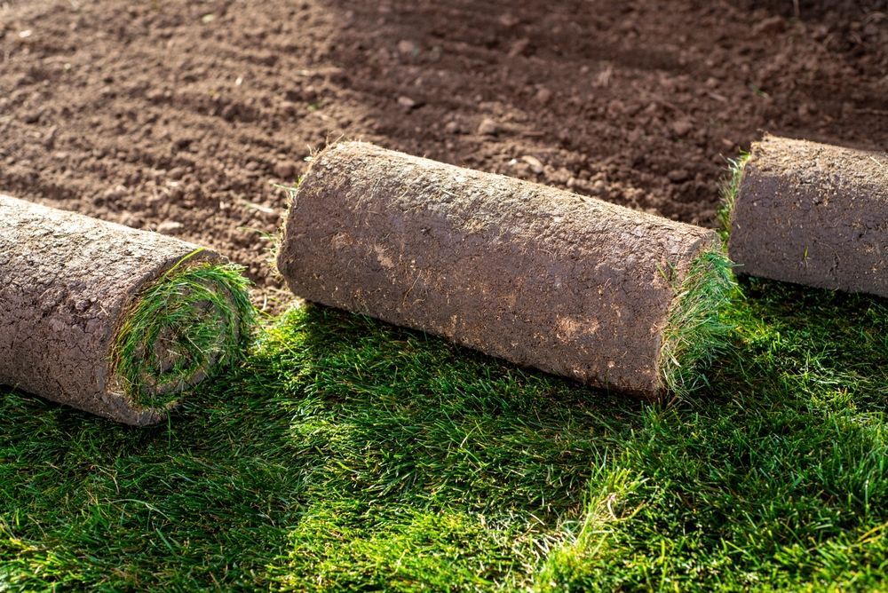 Rolls of sod on soil, showing green grass and exposed dirt.