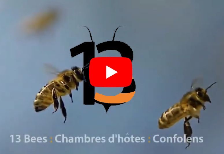13 Bees beekeeping experience video