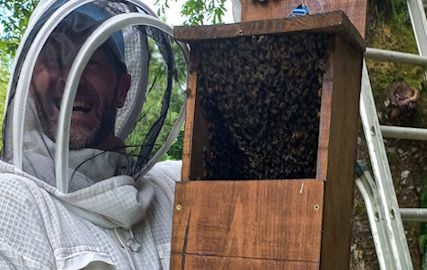 Swarm in an owl box