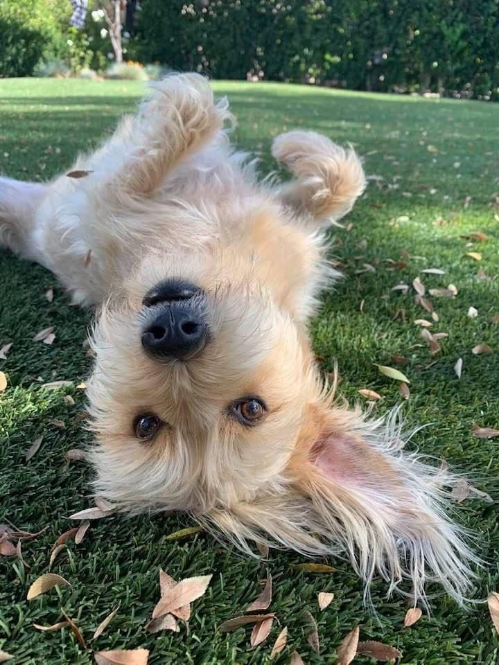 A small dog is laying on its back in the grass.