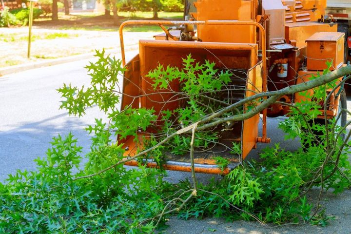 A wood chipper grinds branches on a street; the machine is orange, and green leaves surround it.