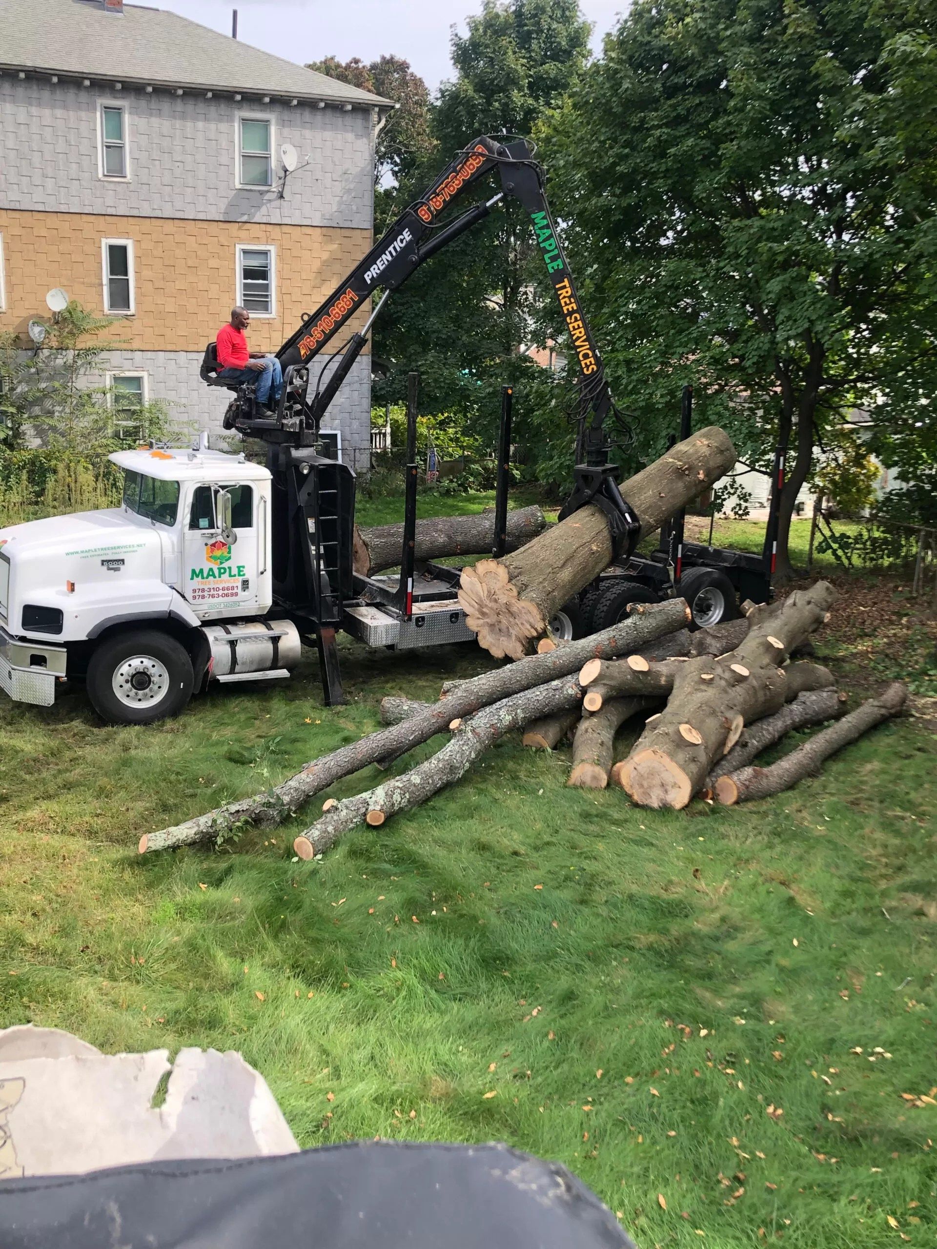 Tree Services in Worcester, MA | Maple Tree