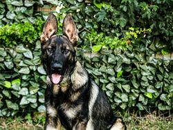 Gsd  puppy in training