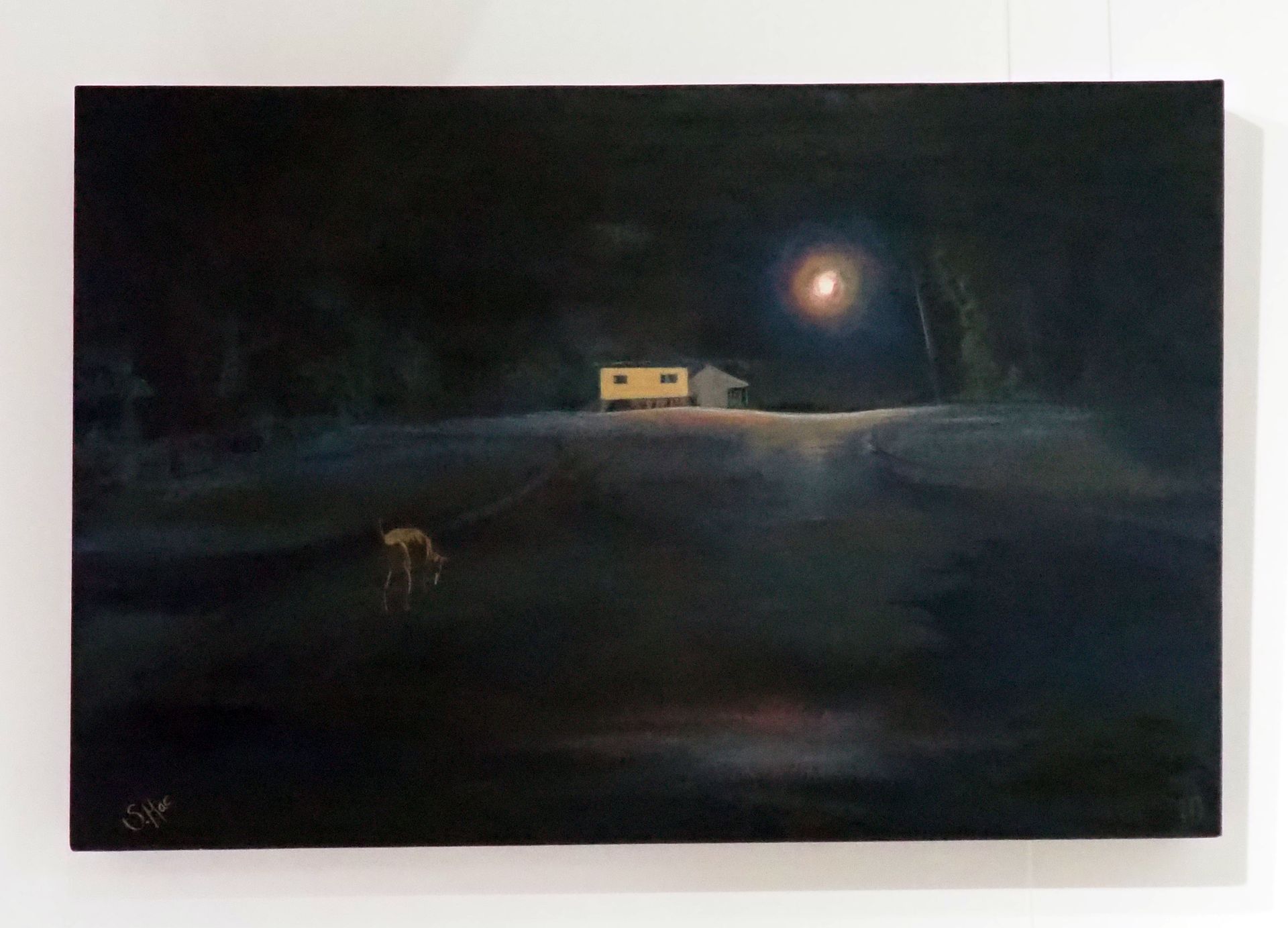 A dark landscape at night with a street light lit Queenslander house in the background, and a wondering dog (Alsatian cross German Pointer) with a long shadow in the foreground.