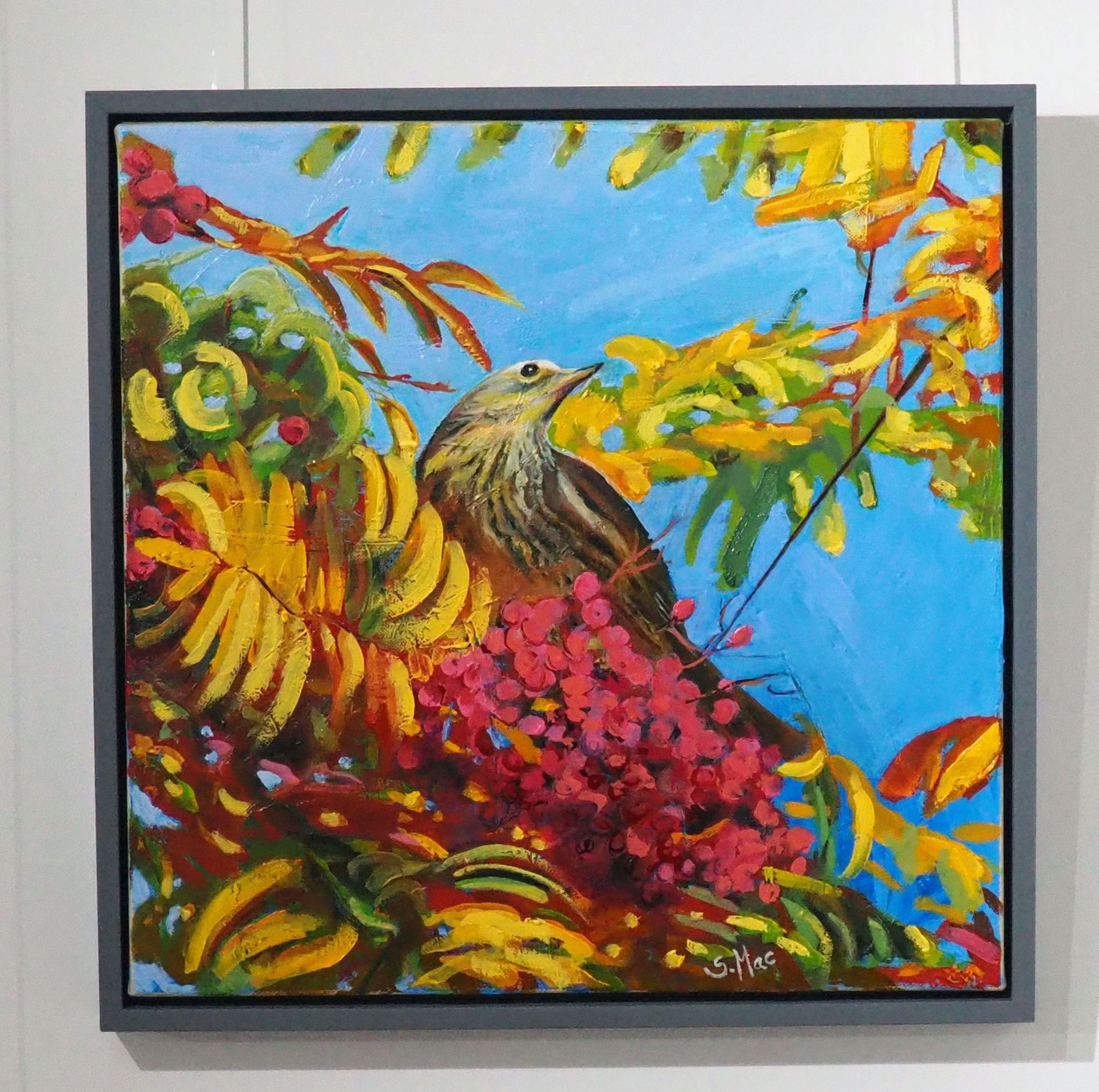 Square painting with grey wood frame. Song Thrush with head facing to the sun, sat on a Rowan tree branch above a bunch of pink red berries. The branches are thick with yellow, orange and green foliage with a red under hue. The sky in the background is bright blue in contrast.
