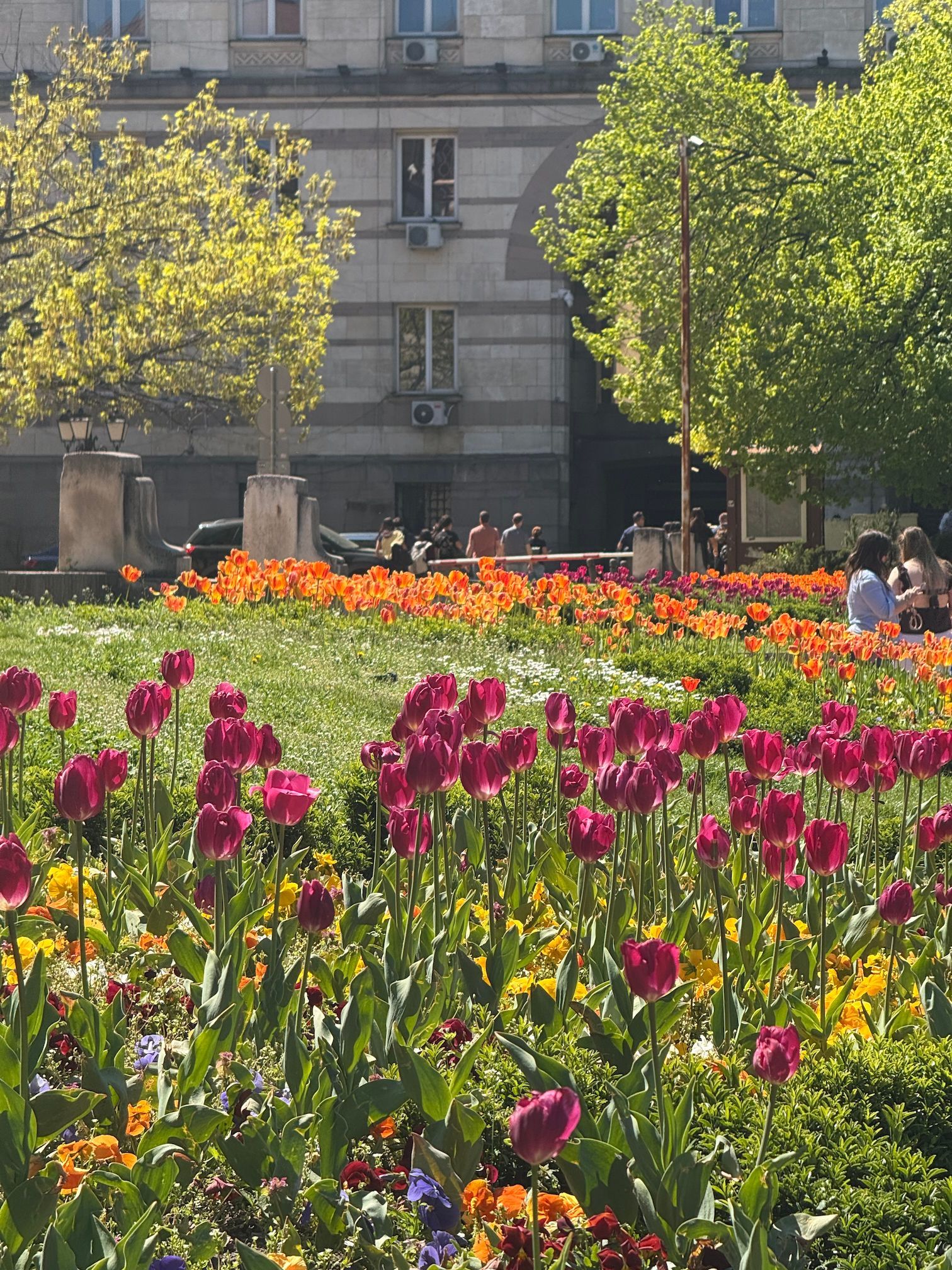 Pink and orange tulips in a sunny park with a stone building and trees in the background