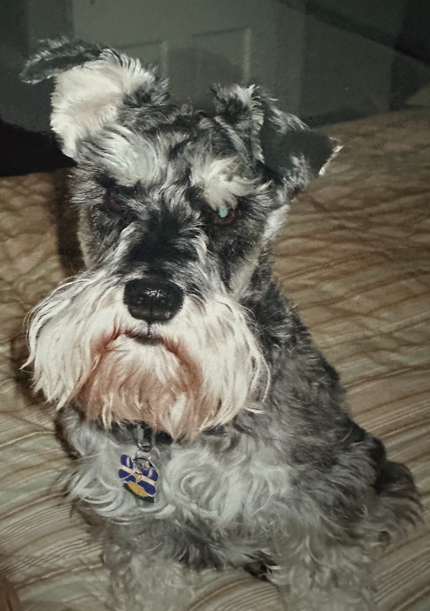 Shaggy, a small schnauzer dogwith dark, greying fur.