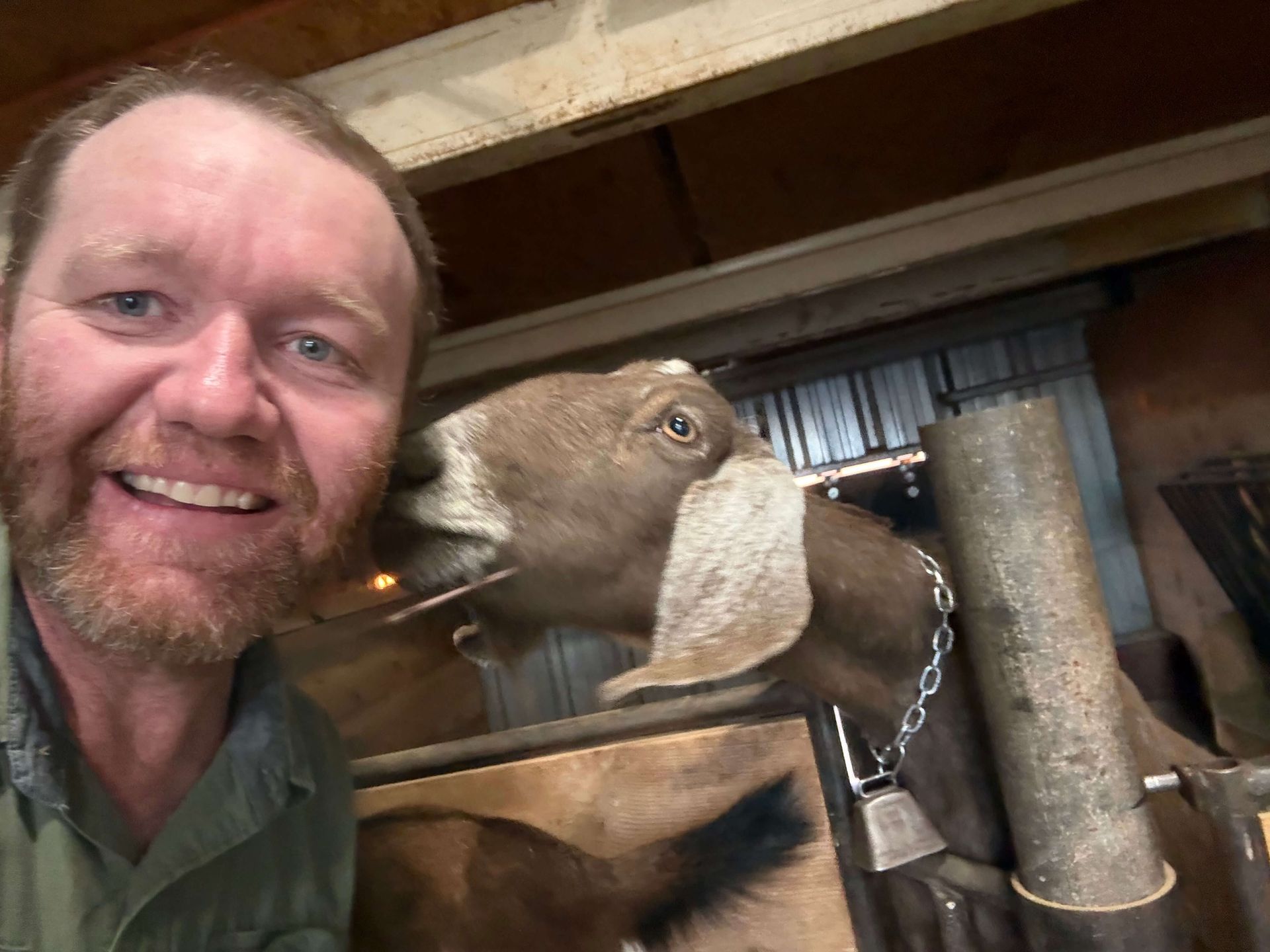 A person smiling while a brown goat with a bell on its collar nuzzles their cheek in a barn.