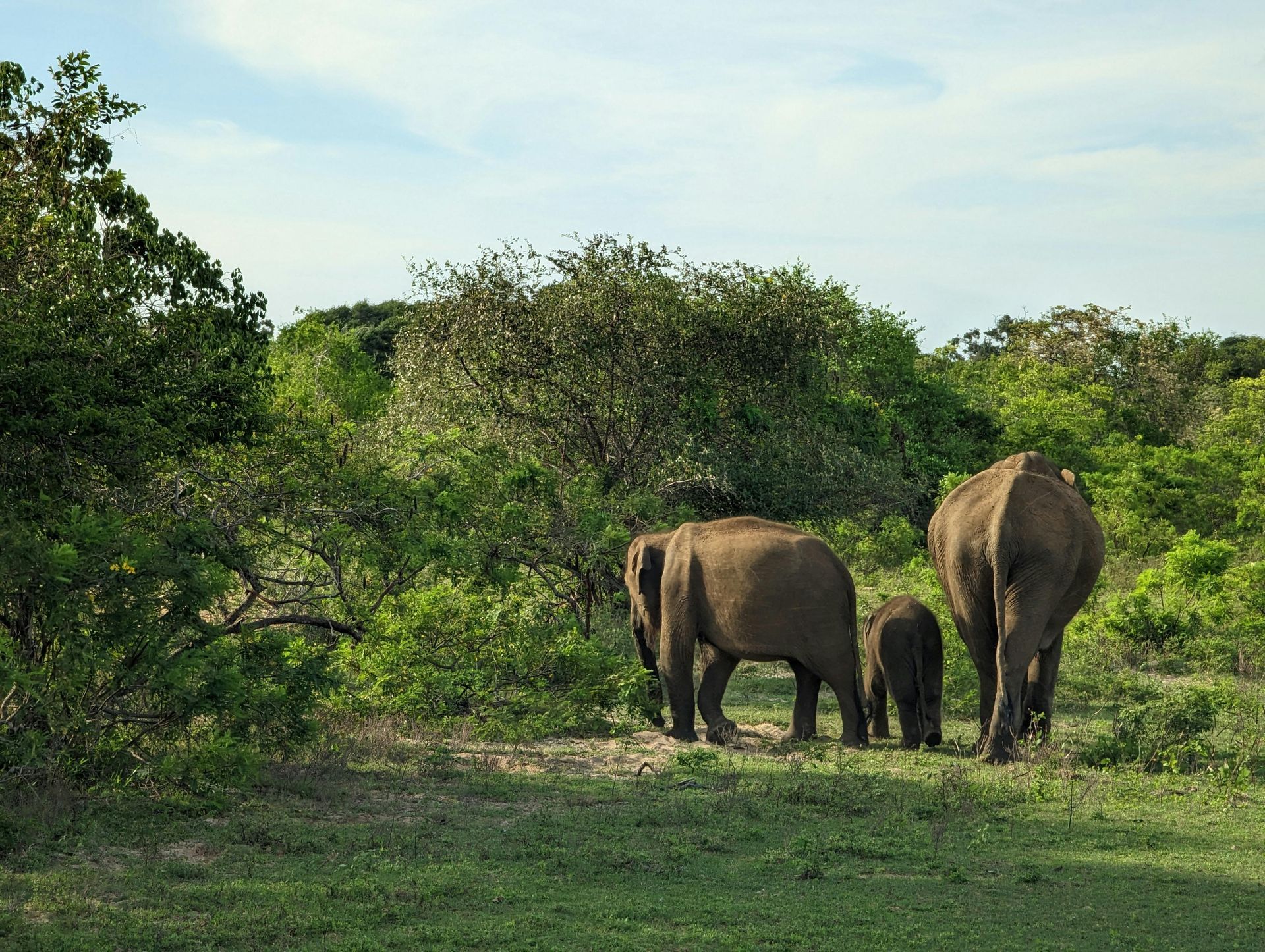 A herd of elephants are grazing in a grassy field.