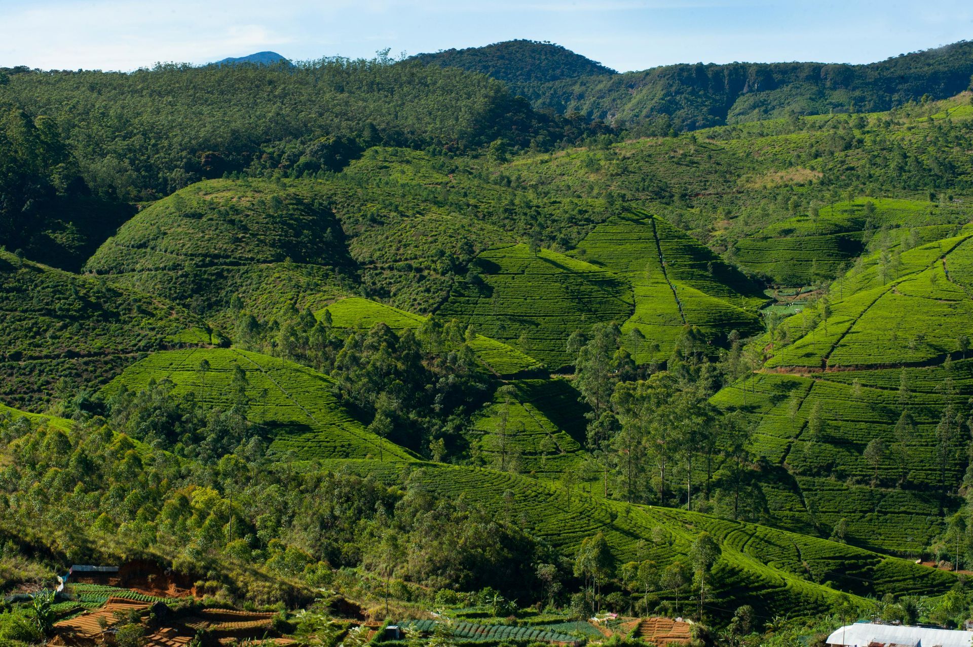 A lush green hillside with trees and mountains in the background
