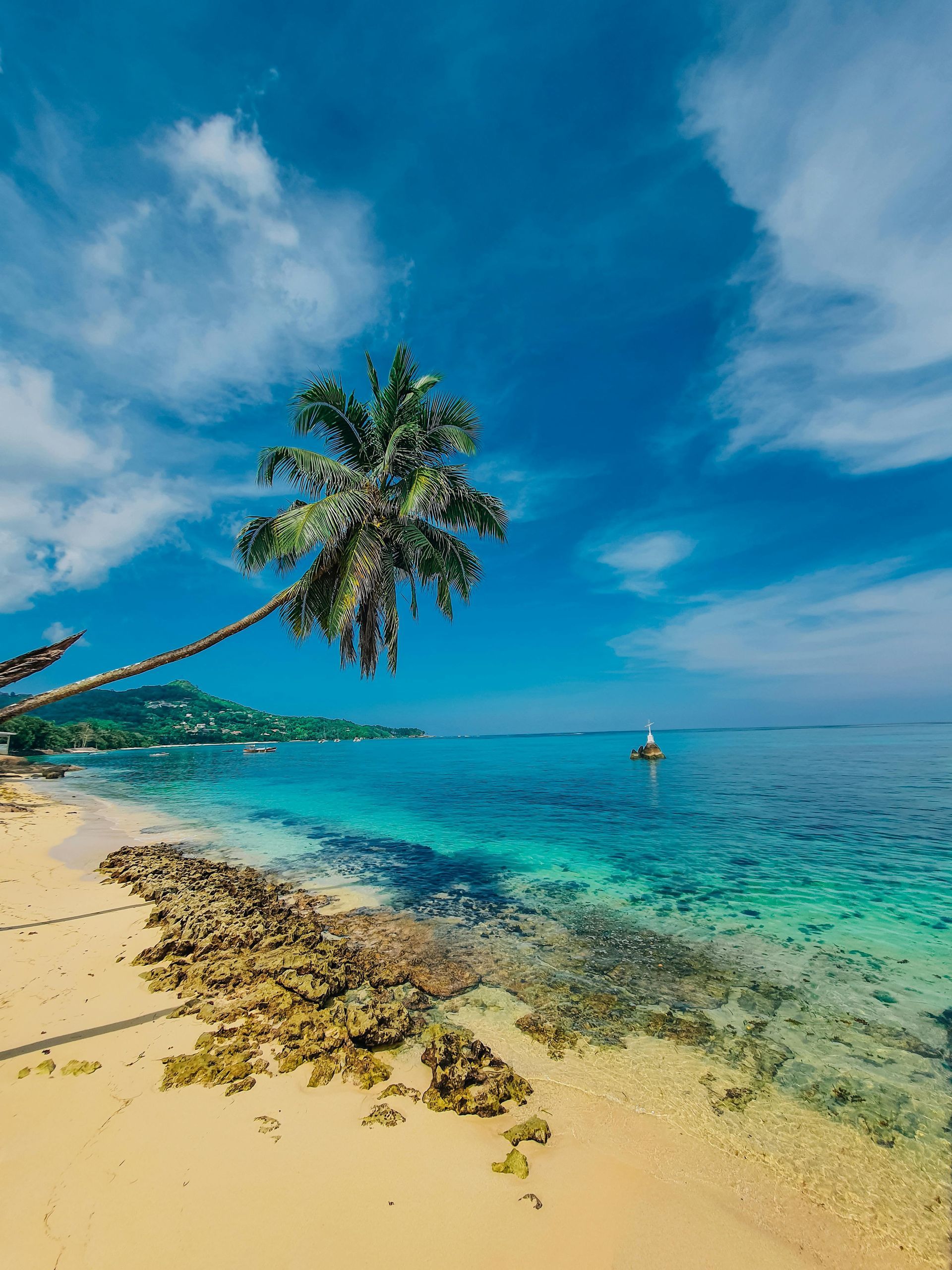 A palm tree is hanging over a sandy beach next to the ocean.