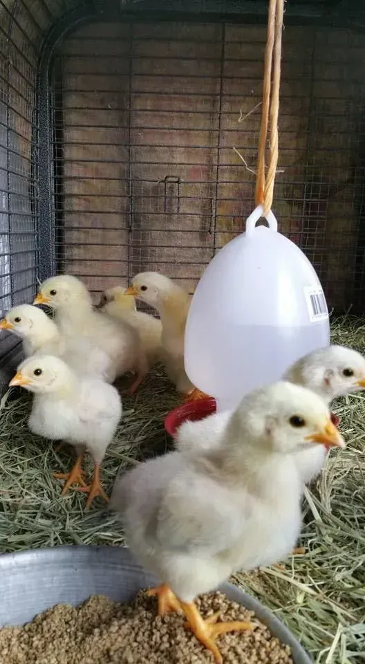 Yellow Chicks in a Cage — NQ Stockfeeds & Farm Supplies In Daintree, QLD
