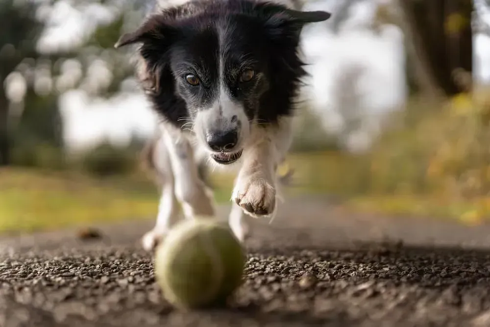 Black and White Border Collie Running Towards a Tennis Ball — NQ Stockfeeds & Farm Supplies In Yorkeys Knob, QLD