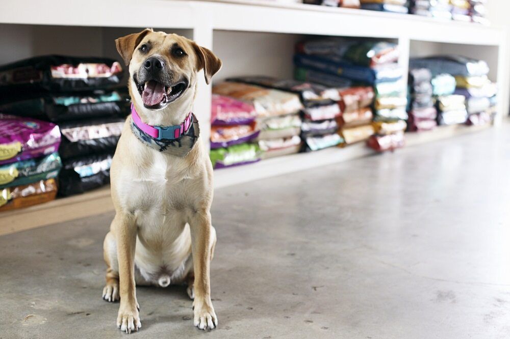 Happy Dog With Pink Collar Sits in Pet Supply Store — NQ Stockfeeds & Farm Supplies In Atherton, QLD