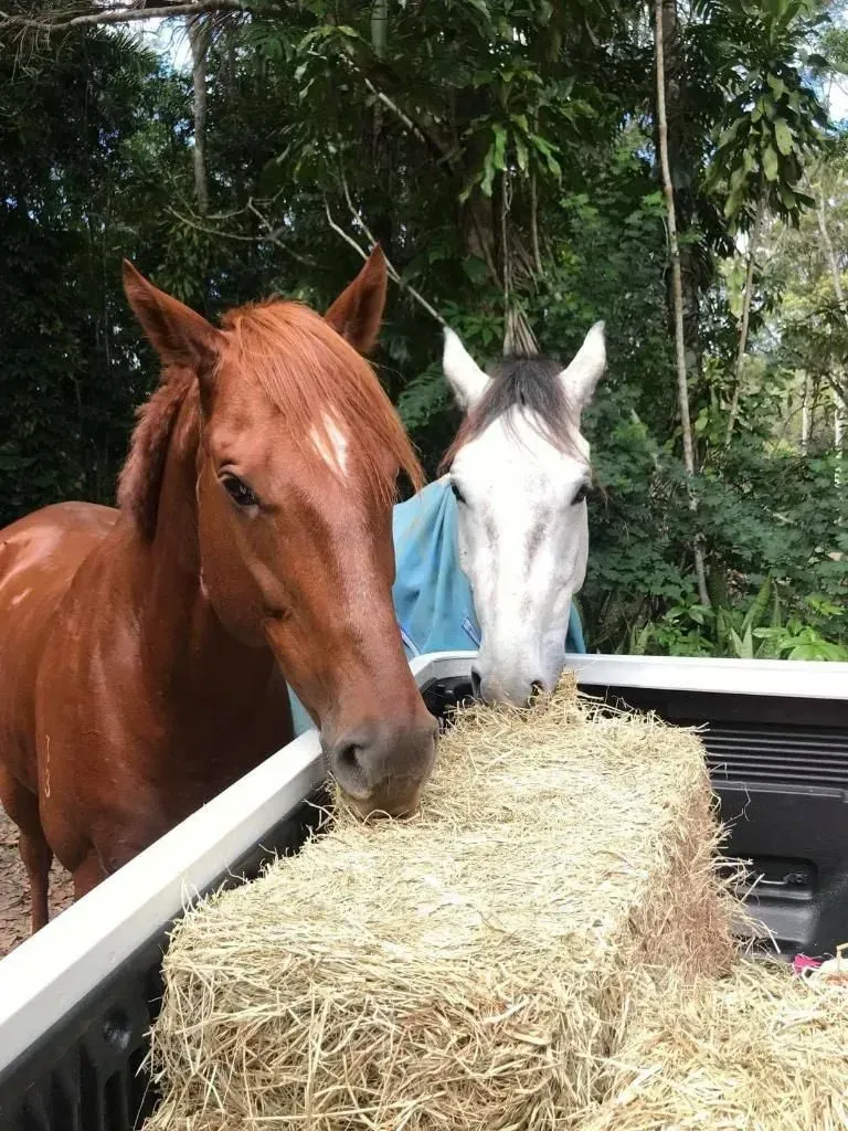 Two Horses Eating Hay From a Truck Bed — NQ Stockfeeds & Farm Supplies In Yorkeys Knob, QLD