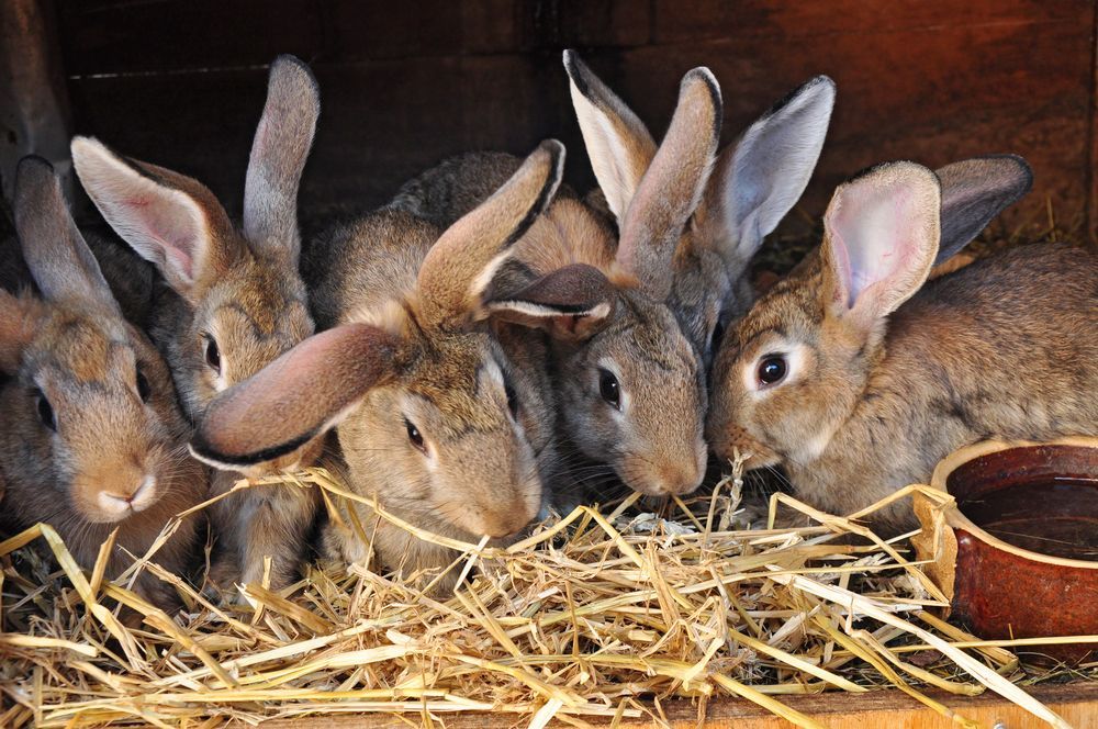 Five Brown Rabbits Huddled Together in a Hutch — NQ Stockfeeds & Farm Supplies In Daintree, QLD