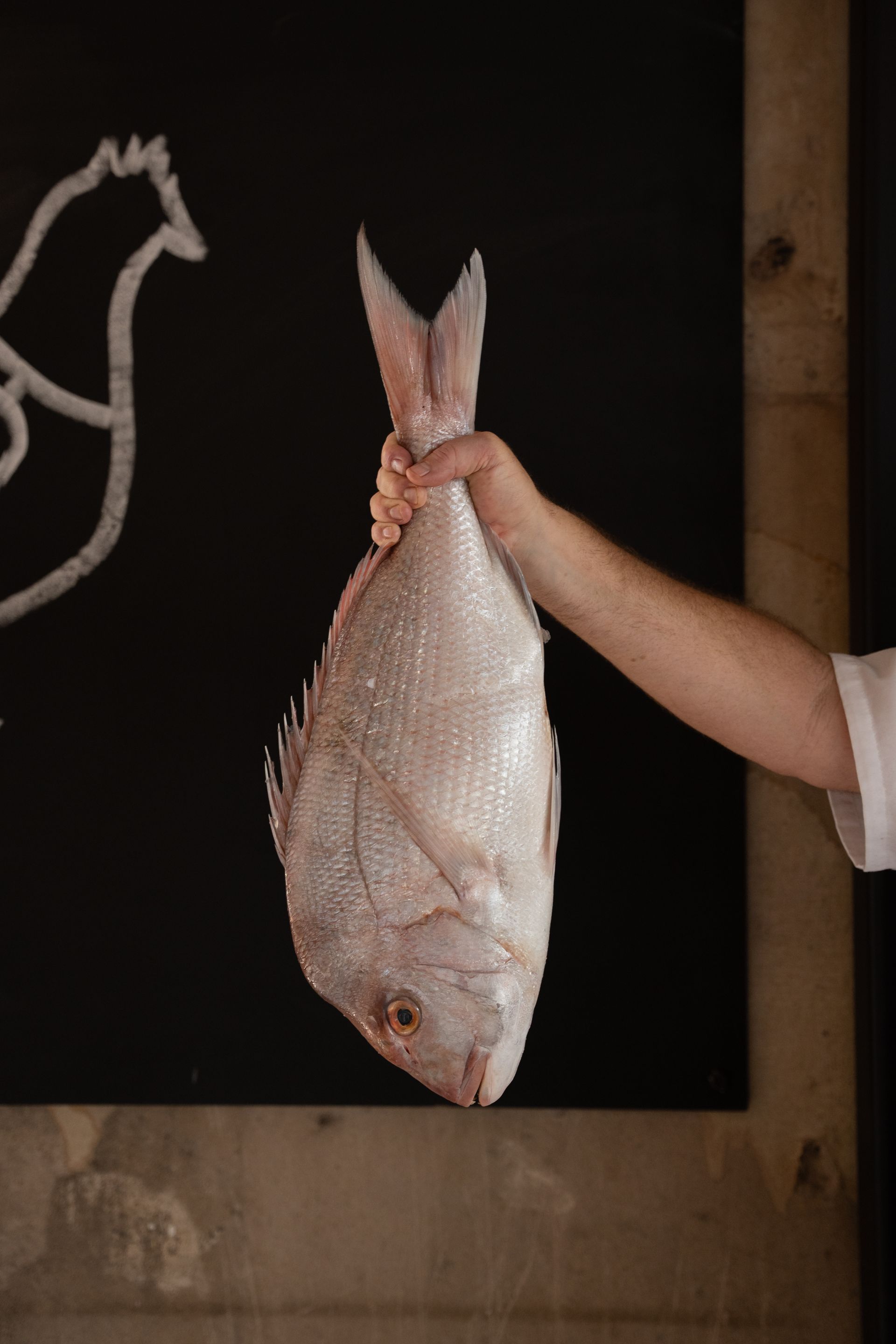 Hand holding a large silver fish by the tail against a dark background
