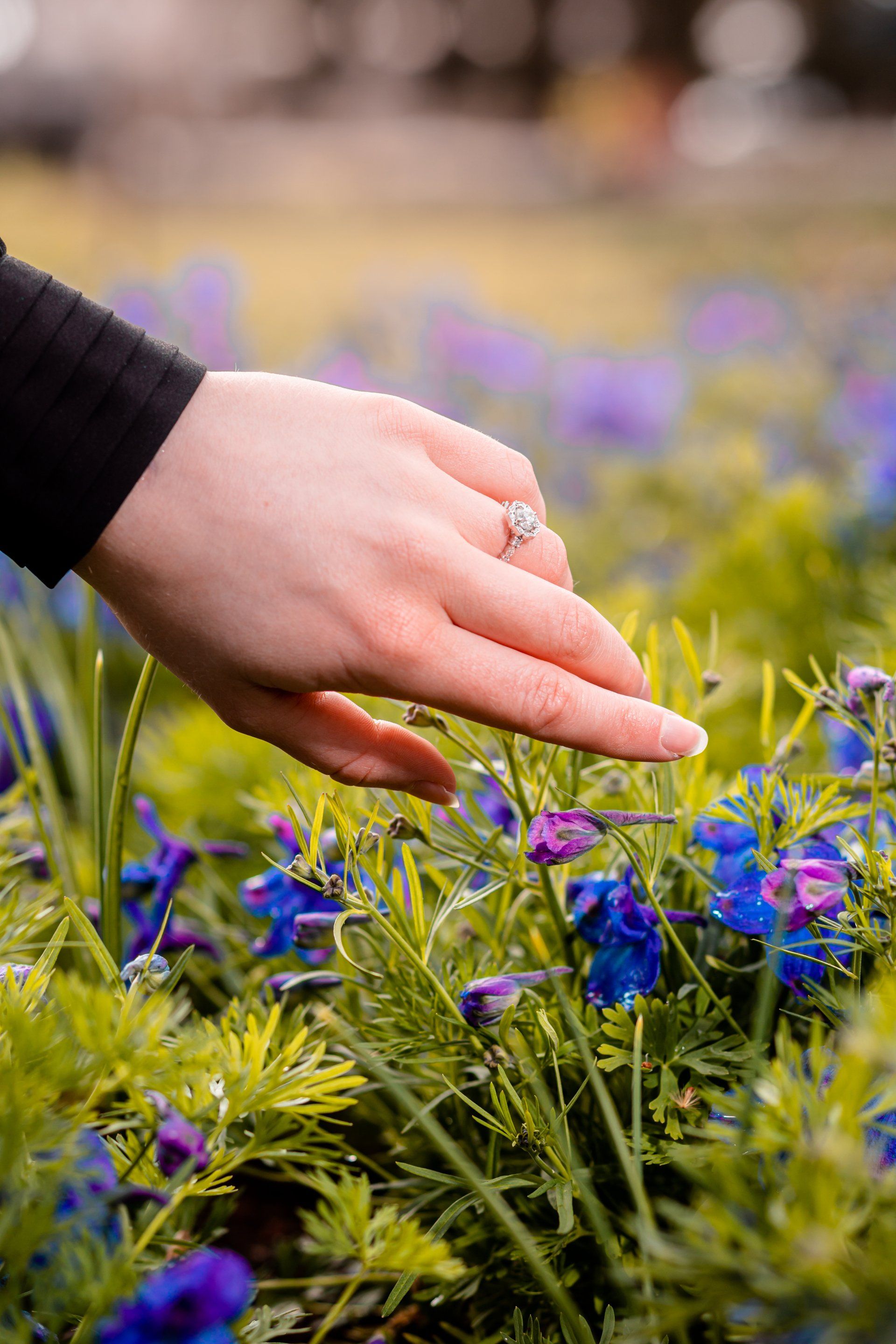 Hand reaching over purple and yellow flowers in a garden bed