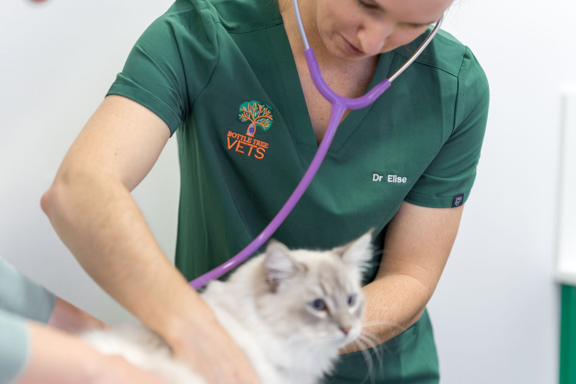 Veterinarian in green scrubs examining a fluffy cat with a purple stethoscope