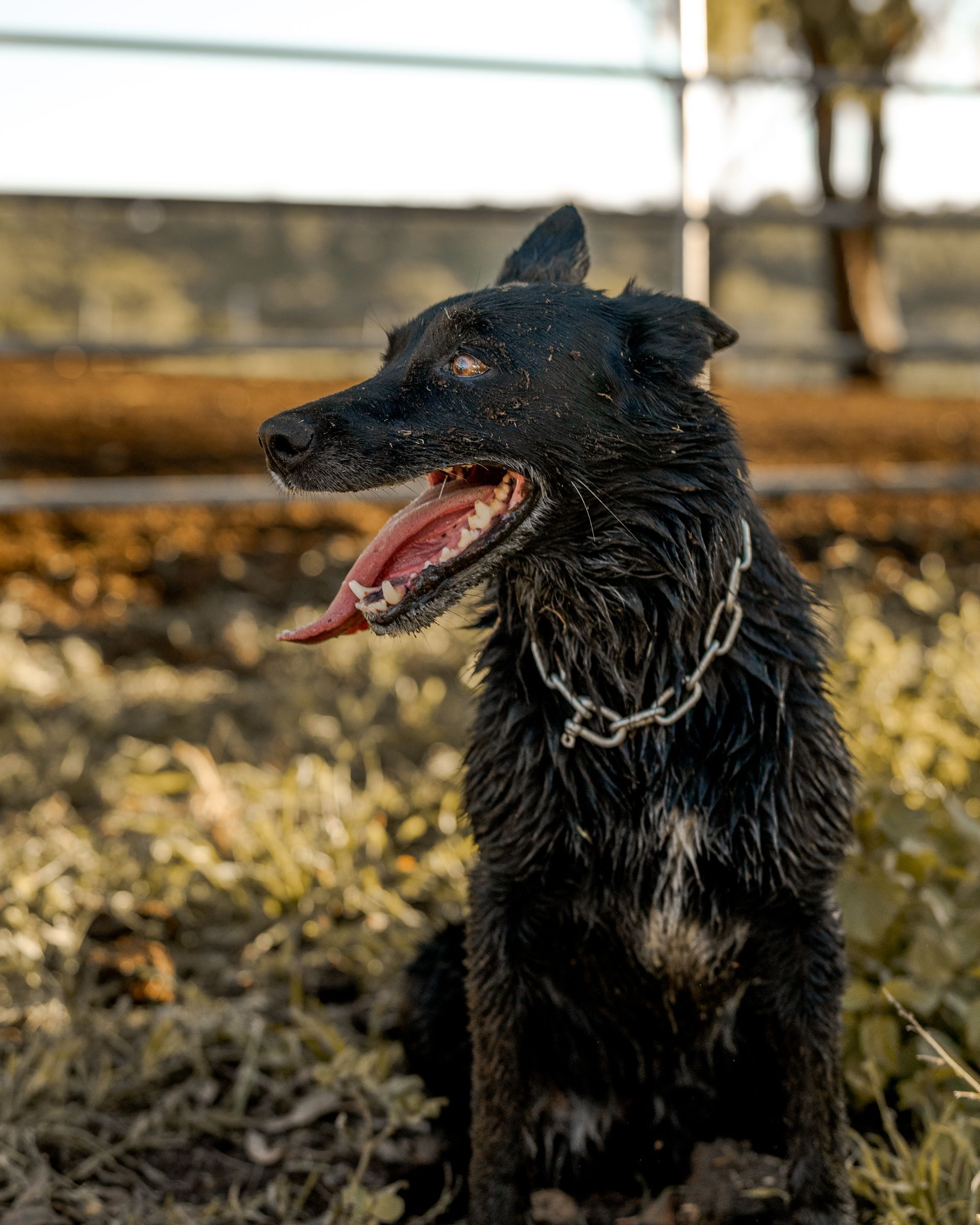 Black wet dog with open mouth sitting outdoors on leaf-covered ground
