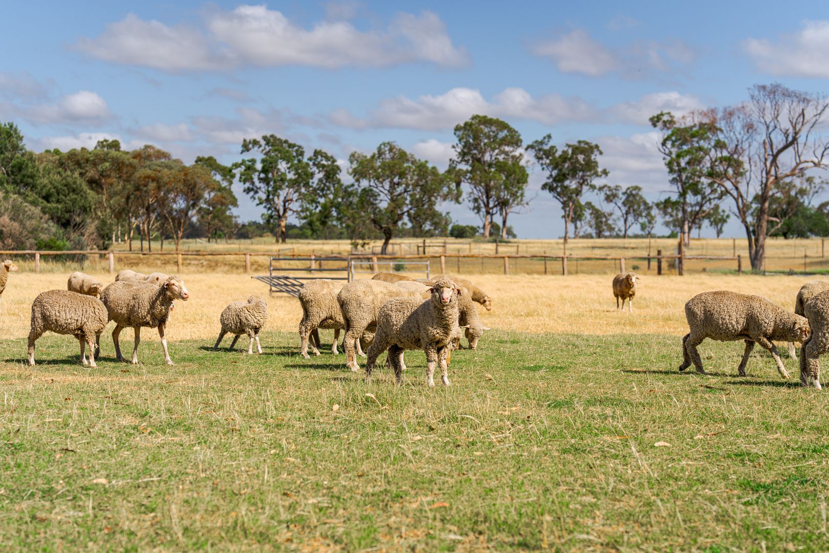 Sheep grazing in a sunny grassy field with trees and a blue sky