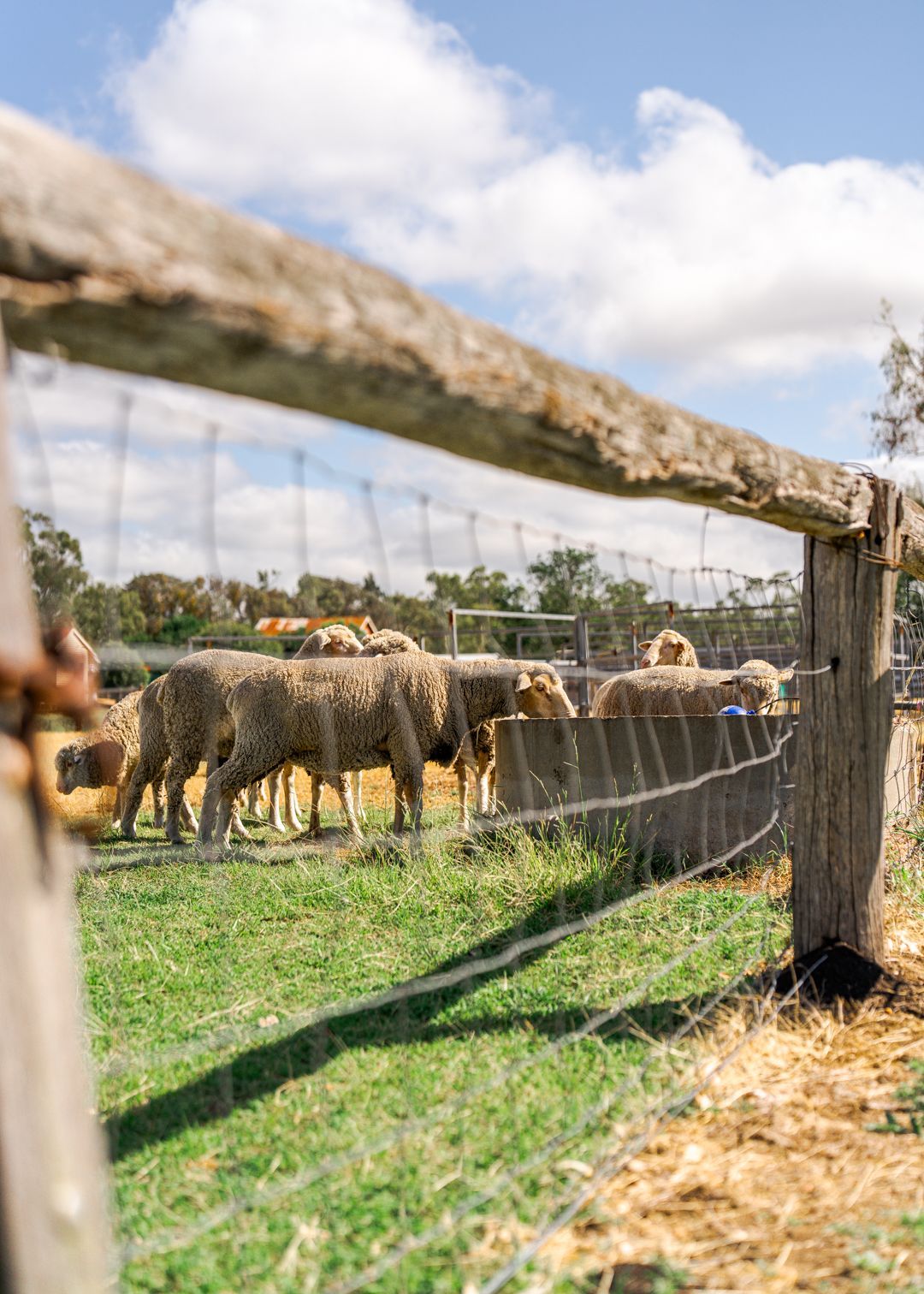 Sheep and lambs standing in a fenced grassy pasture under a sunny sky