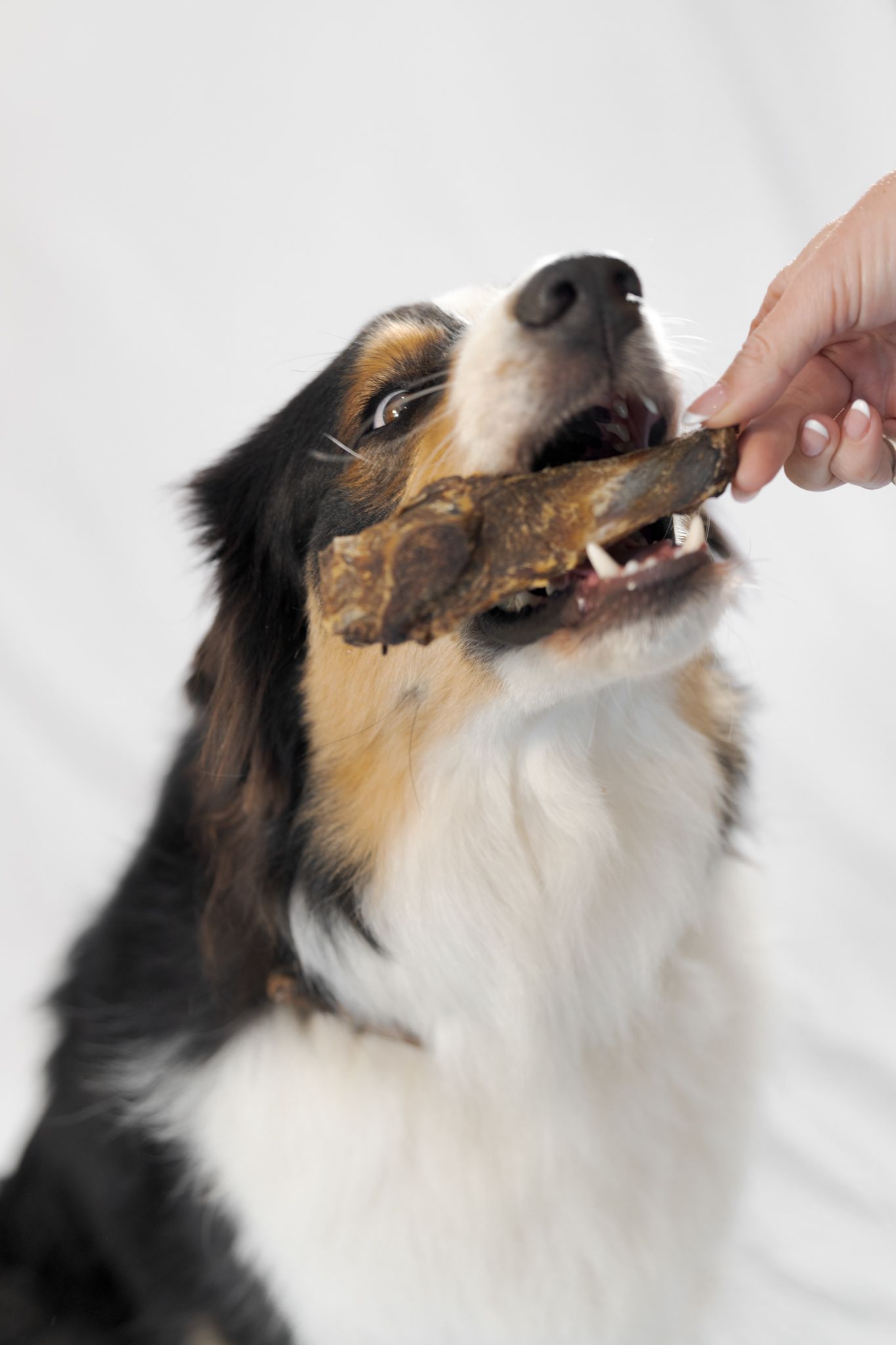 Dog chewing a treat held by a hand, close-up on a white background