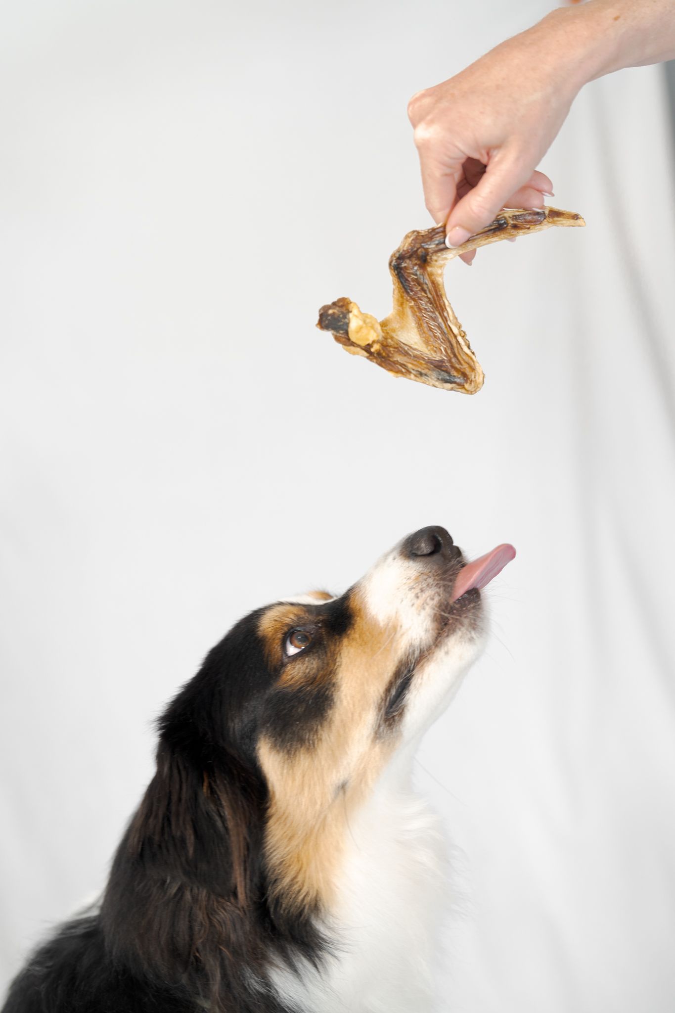 Dog reaching toward a hand holding a treat or toy