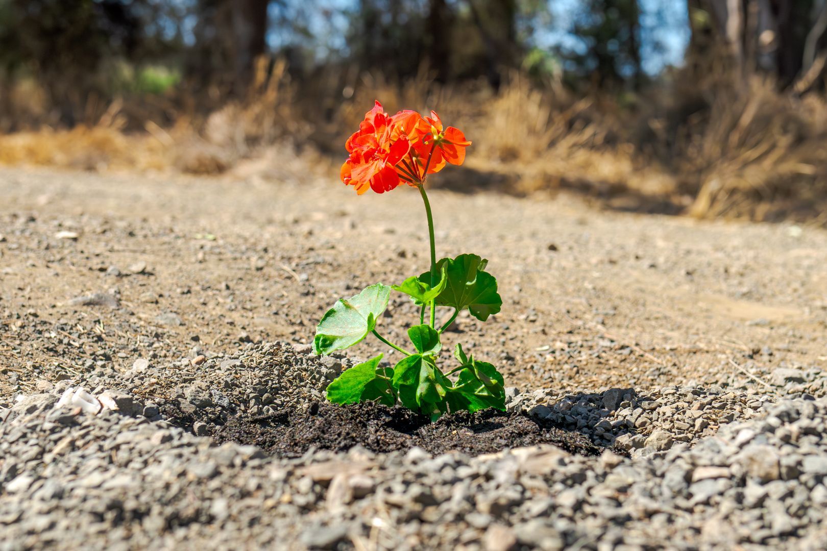 Small orange flower growing from dry gravel in a sunlit barren landscape