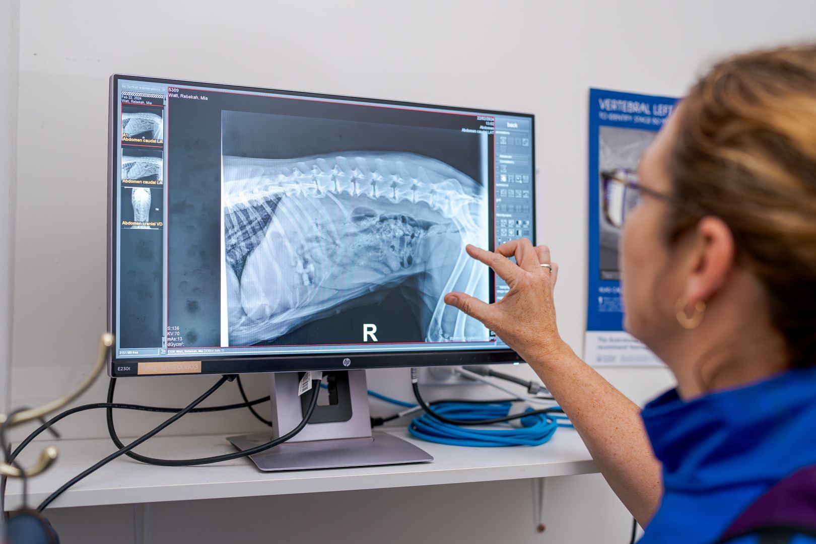 Veterinarian pointing at a horse X-ray on a computer monitor in a clinic