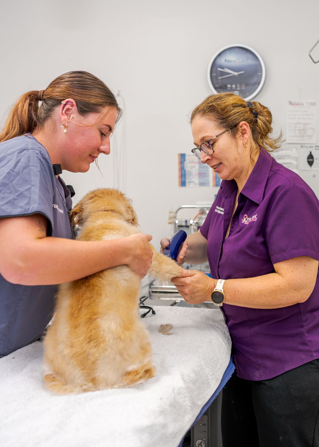 Veterinarian examining a small dog on a treatment table with two staff members assisting
