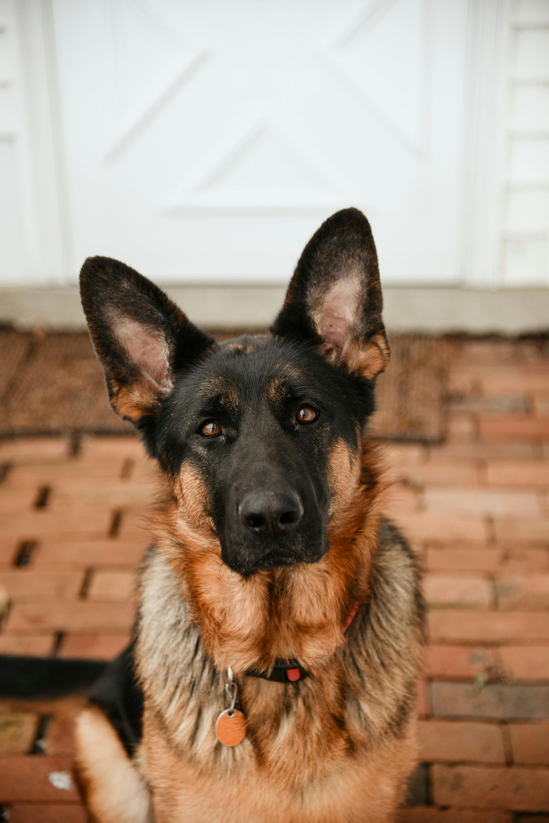 German shepherd sitting on a brick porch in front of a white door, looking at the camera.