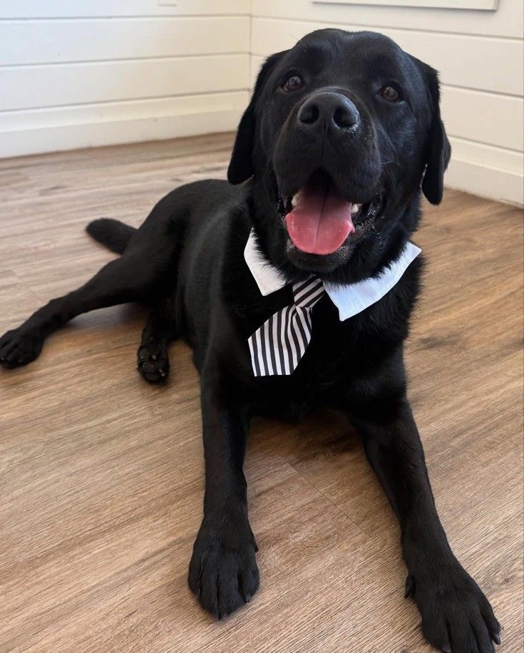 SSgt Gatsby, newest member of the First Choice Business broker family.