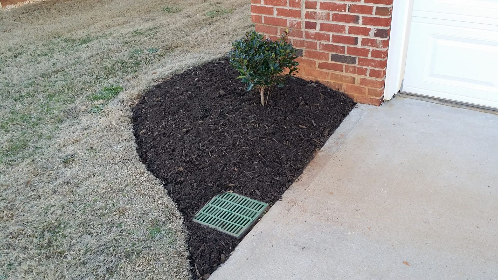 A tree is growing in a corner of a yard next to a brick building. spartanburg 