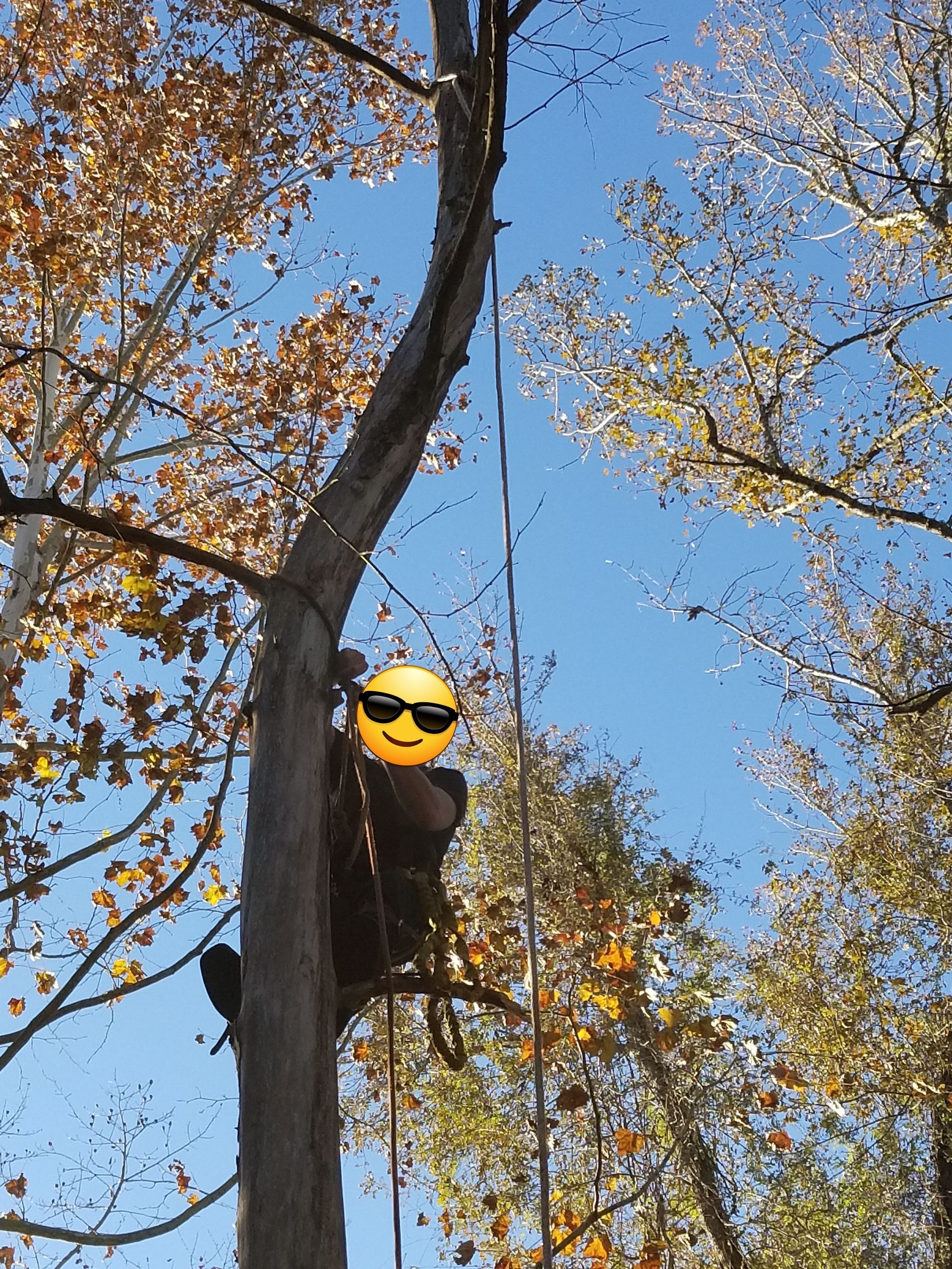 A person wearing sunglasses is climbing a tree chesnee
