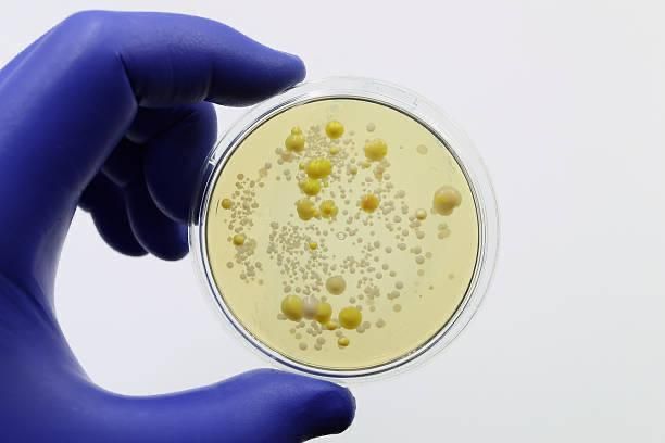 Mycologie - Laboratoire Ibn Rochd