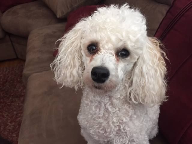 A white poodle is sitting on a couch and looking at the camera.