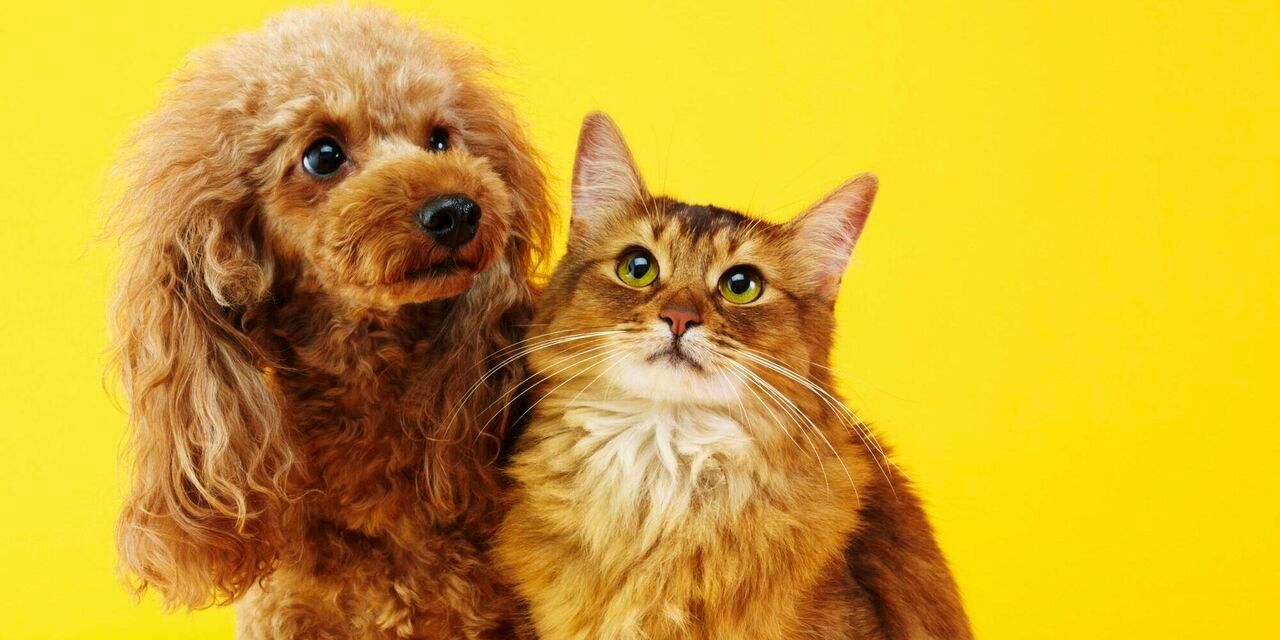 A poodle and a cat are sitting next to each other on a yellow background.