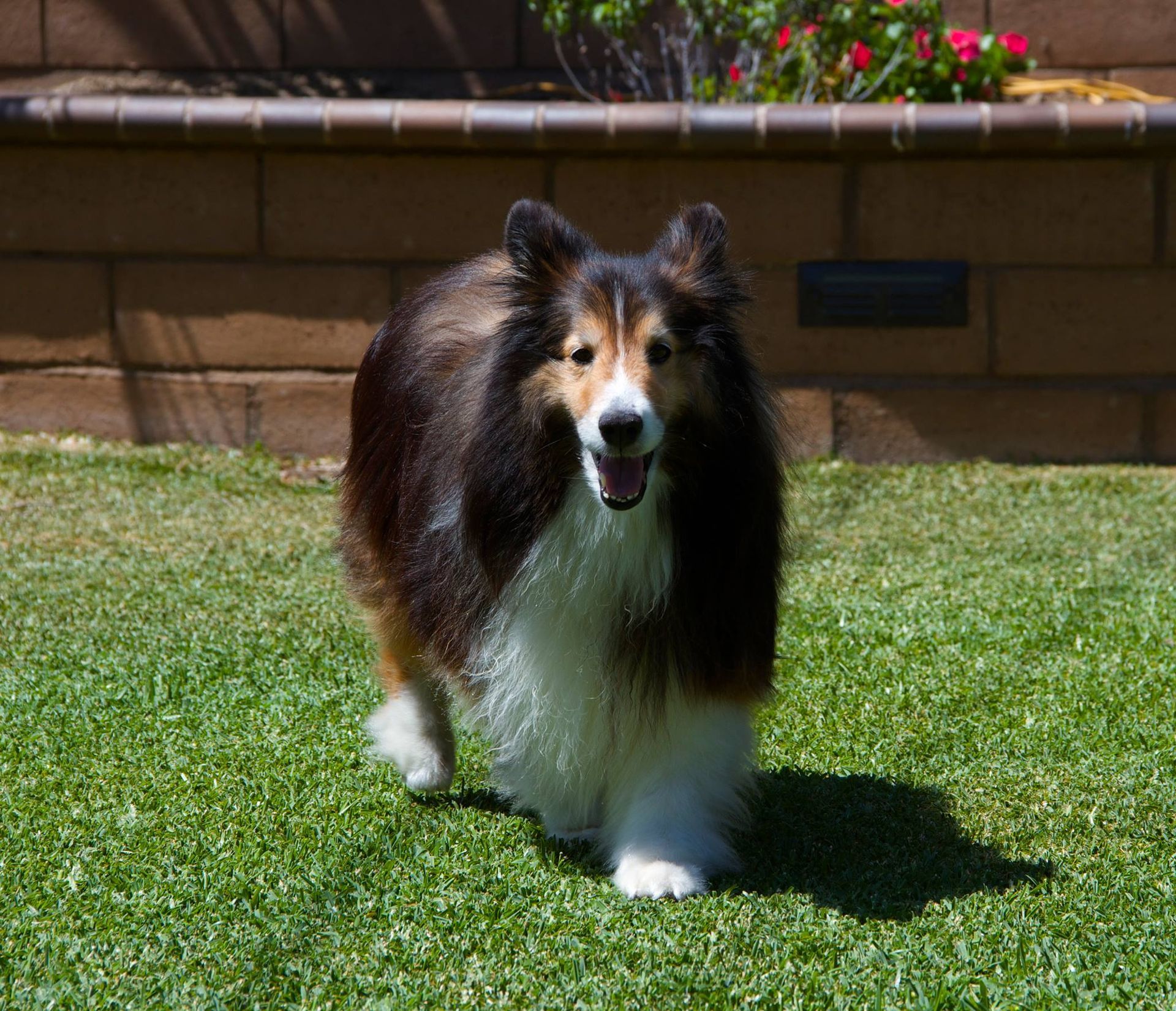 A collie dog is standing in the grass and looking at the camera