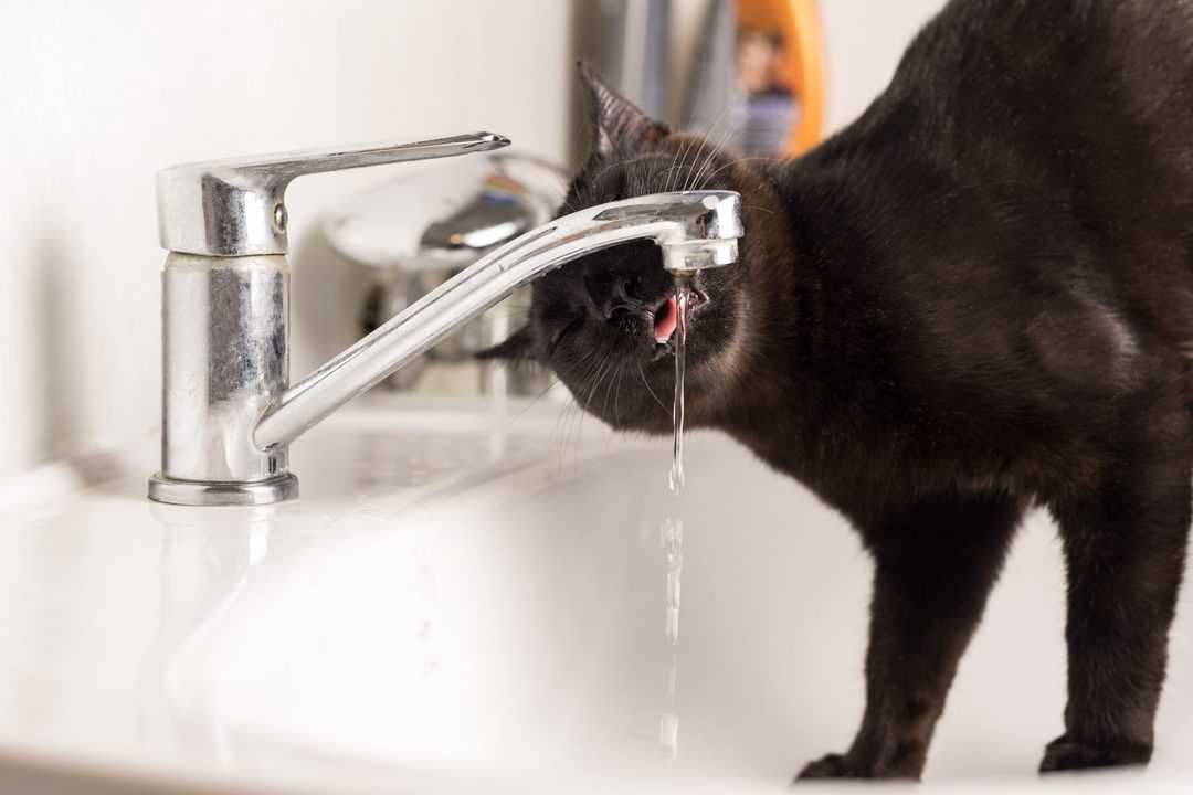 A black cat is drinking water from a faucet in a bathroom sink.