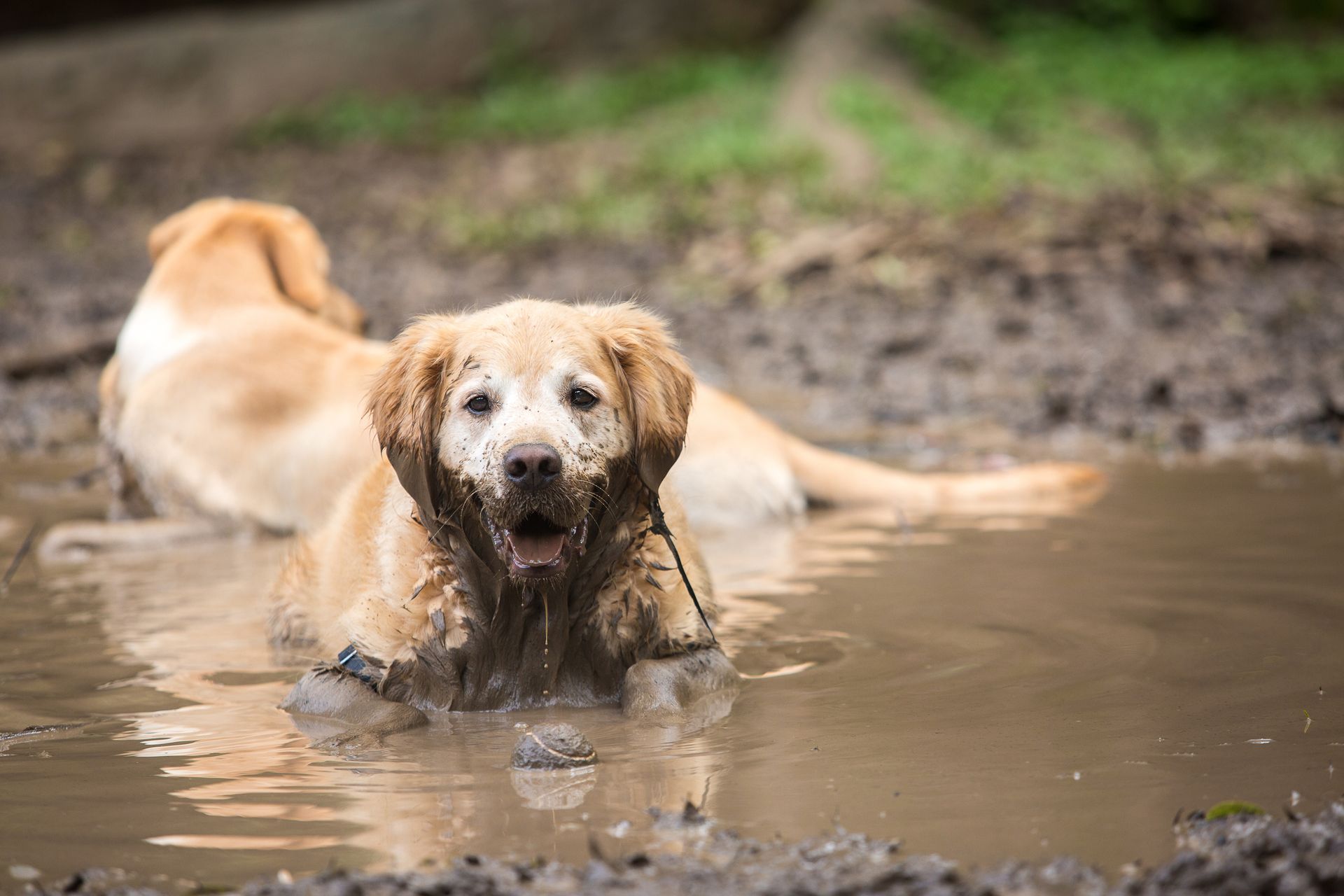 A dog is playing in a muddy puddle.