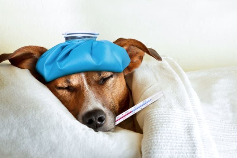 A dog is laying in bed with an ice pack on its head and a thermometer in its mouth.