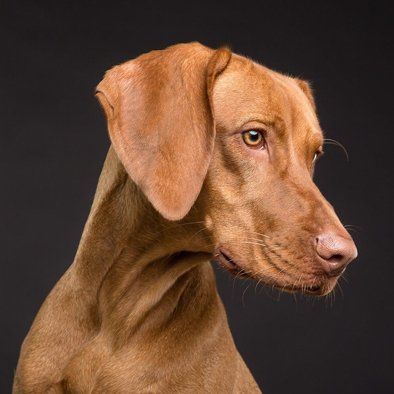 Profiel van een bruine hond met hangende oren tegen een donkere achtergrond.