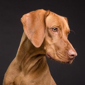 Profiel van een lichtbruine hond met hangende oren tegen een donkere achtergrond.