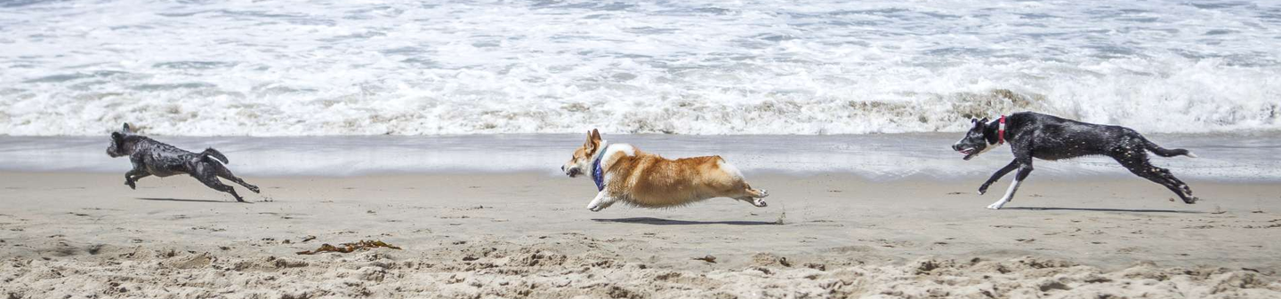 Drie honden rennen langs een zandstrand bij de branding.