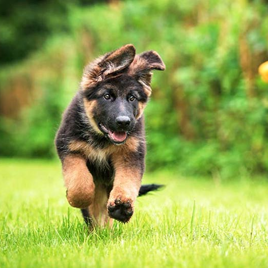 Duitse herderpuppy rent buiten door het groene gras.