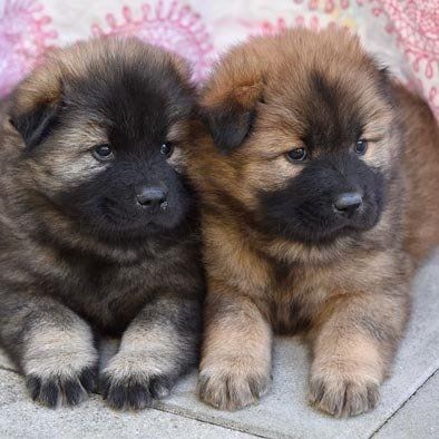 Twee pluizige Duitse herderpuppy's zitten naast elkaar op een deken.