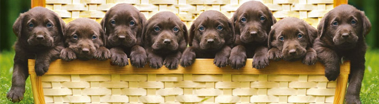 Zes puppy's gluren over een gele bakstenen muur, hun pootjes bungelend over de rand.